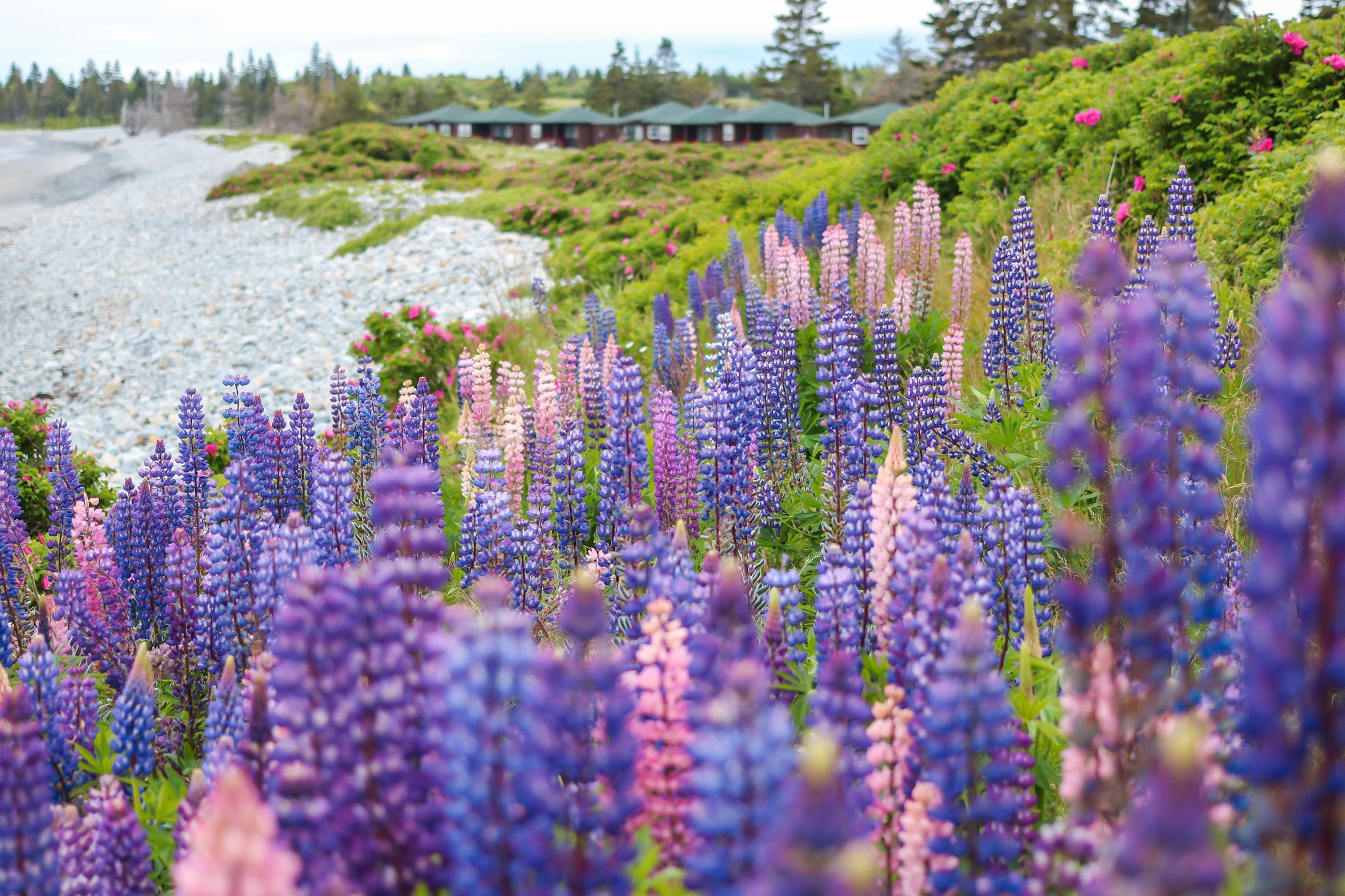 Lupin flowers on the beach