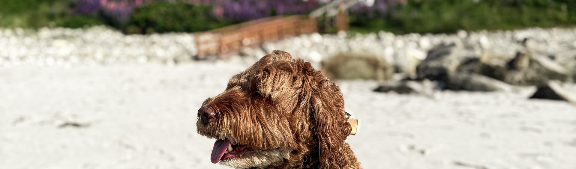 Dog on beach in front of White Point Beach Resort