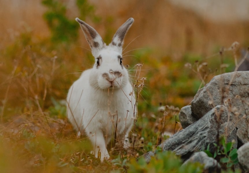 Bunny in the Fall at White Point