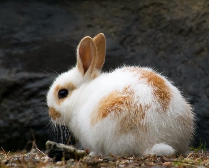 bunny